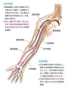 Illustration of nerves in the shoulder and arm